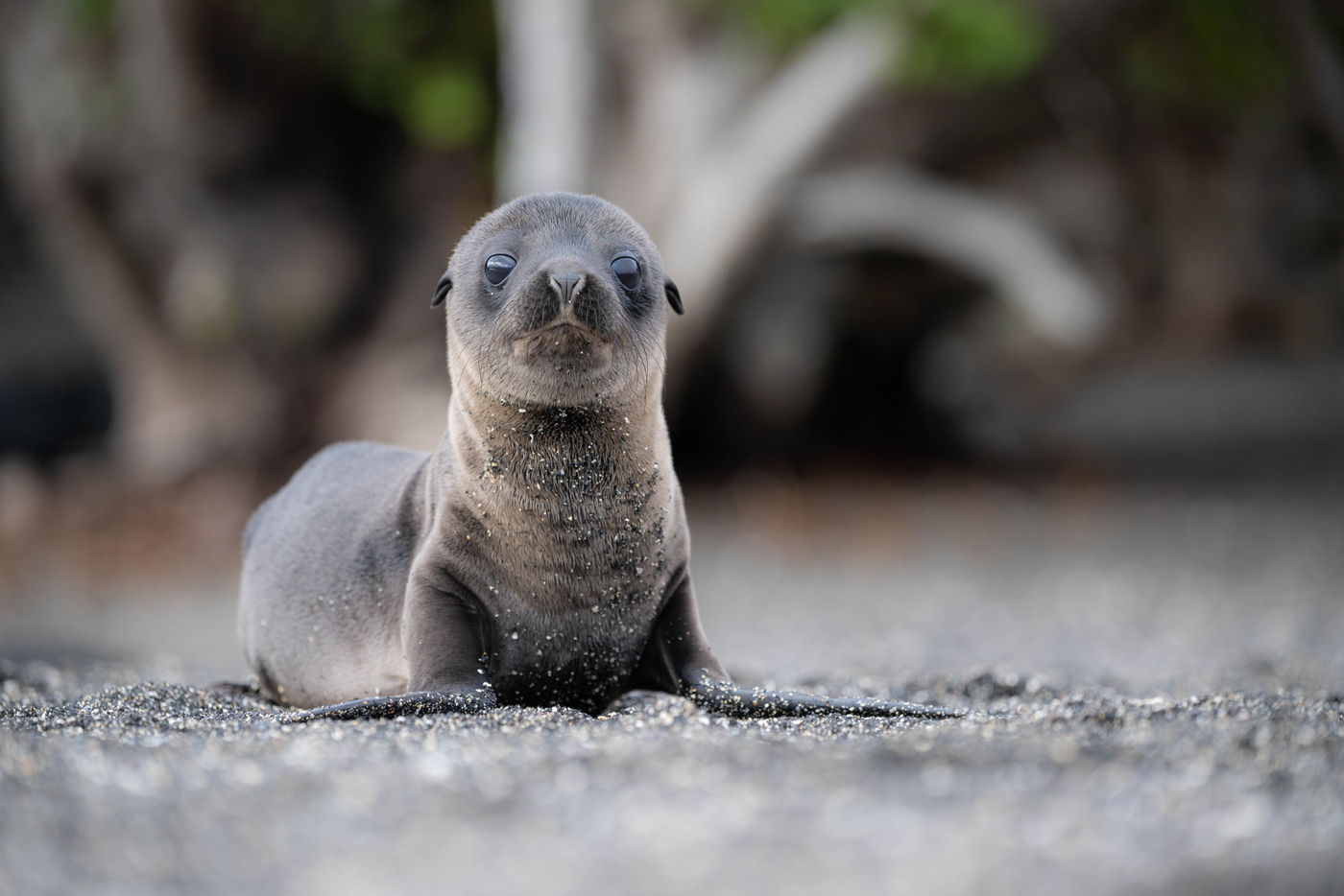 GalapagosBillyHerman-160 © Billy Herman