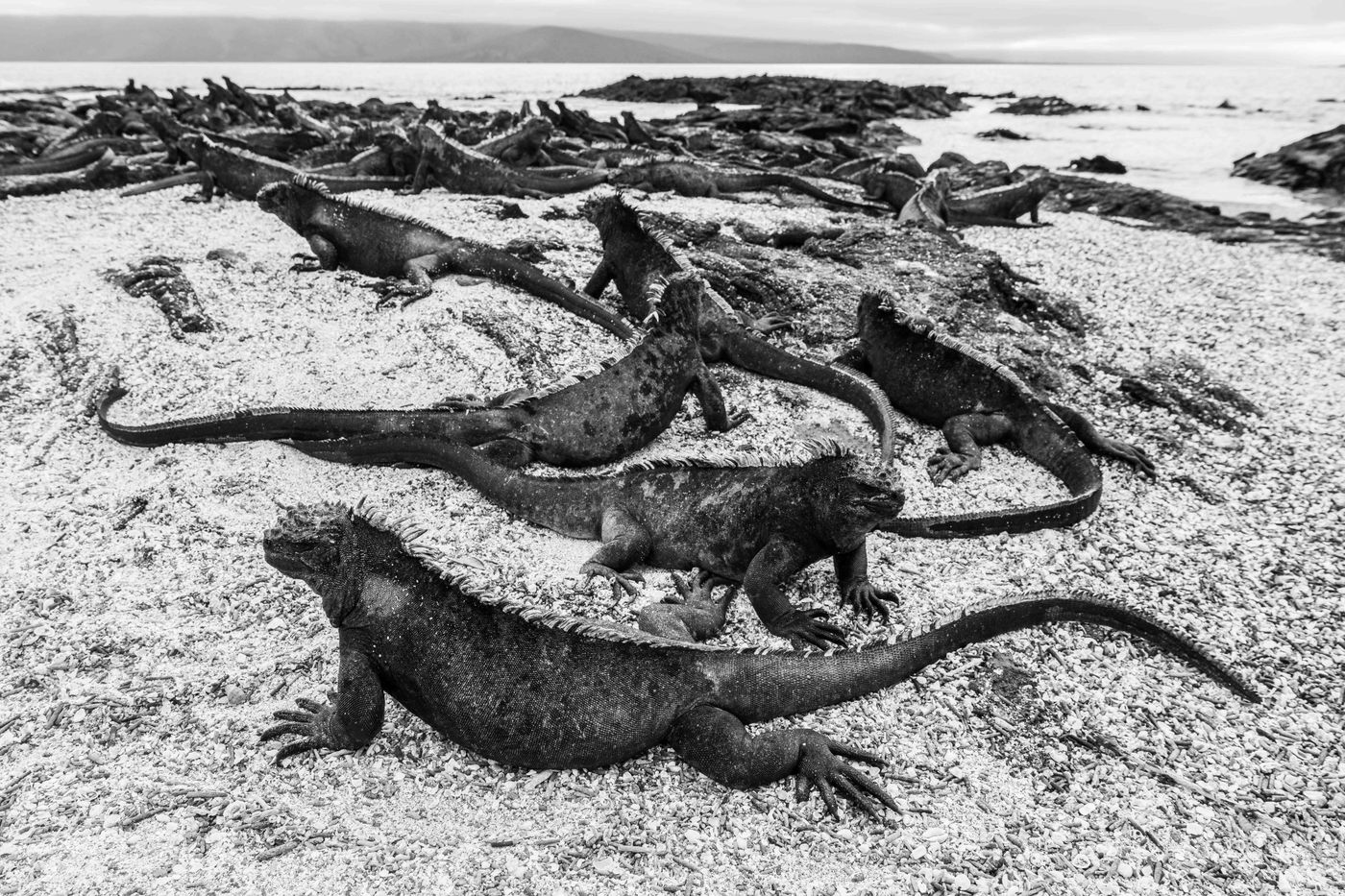 GalapagosBillyHerman-162 © Billy Herman