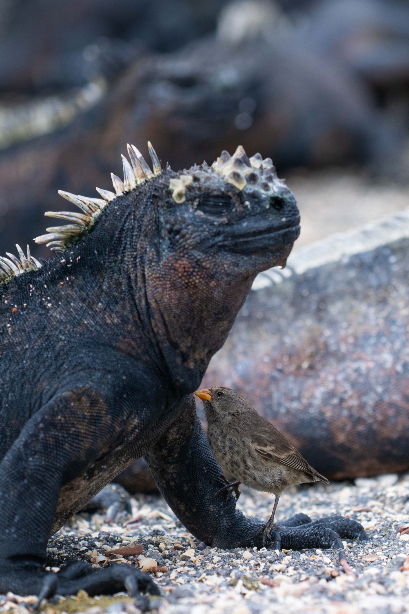 GalapagosBillyHerman-165 © Billy Herman