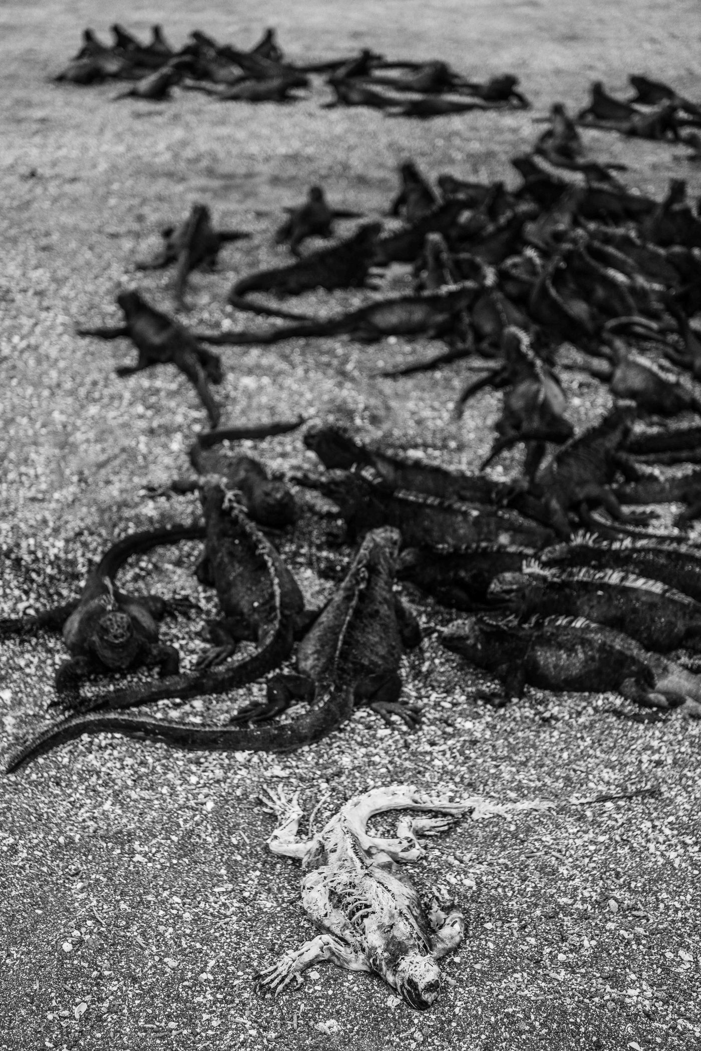 GalapagosBillyHerman-166 © Billy Herman