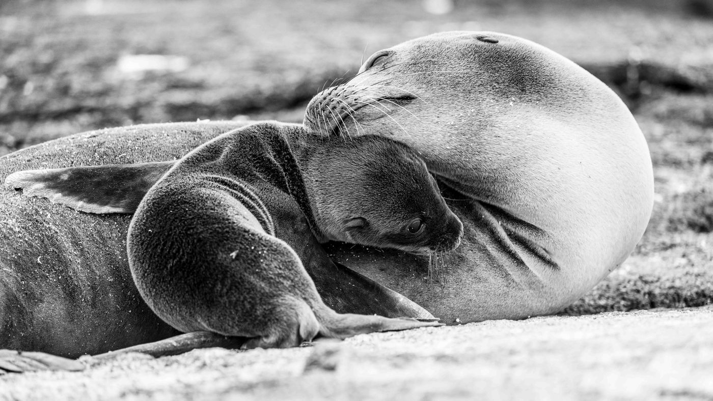 GalapagosBillyHerman-170 © Billy Herman