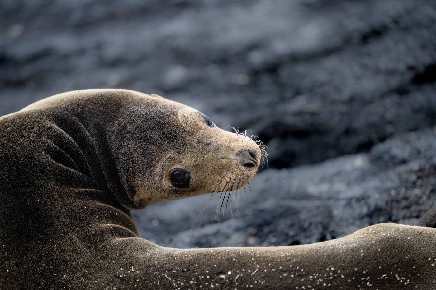 GalapagosBillyHerman-172 © Billy Herman