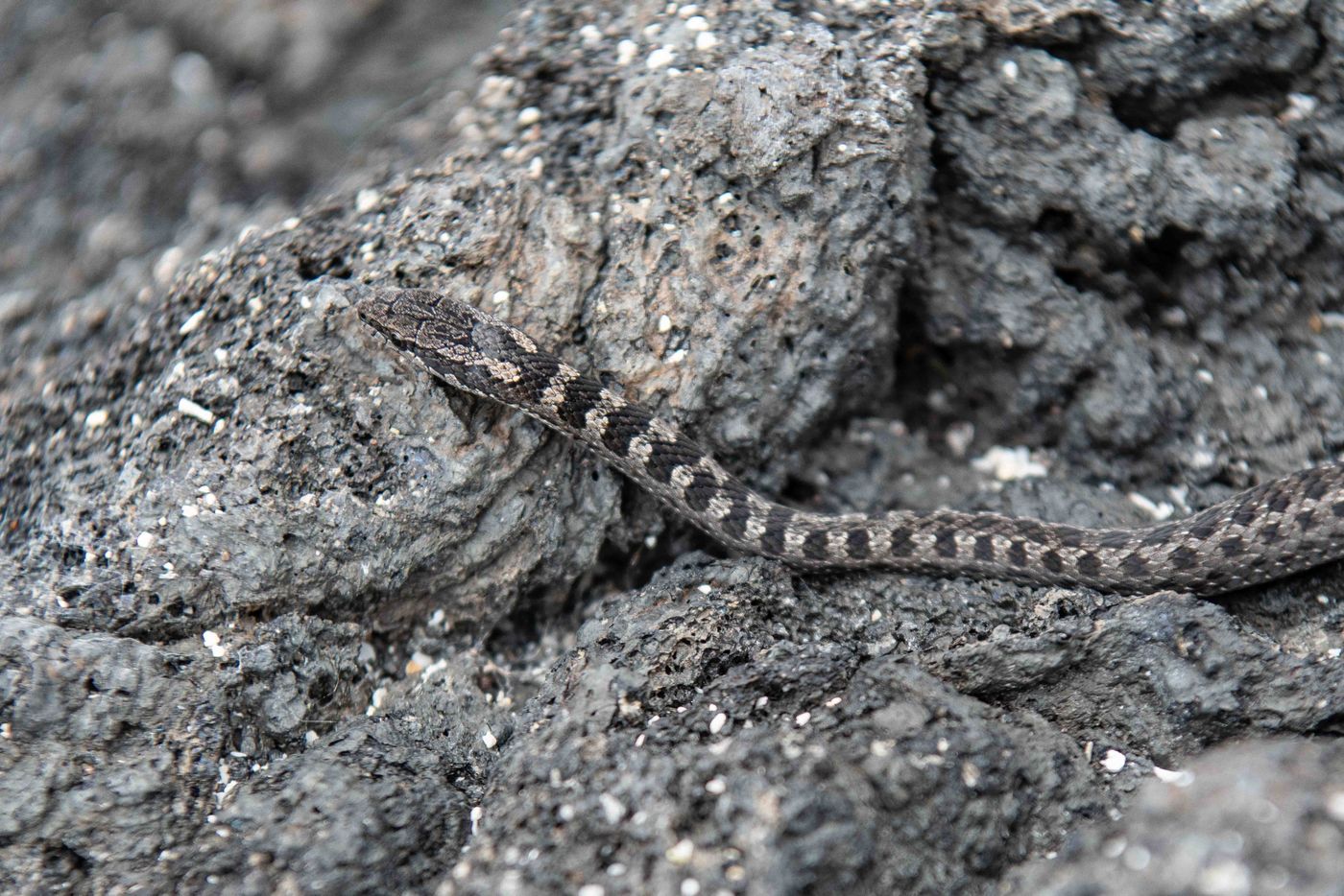 GalapagosBillyHerman-179 © Billy Herman