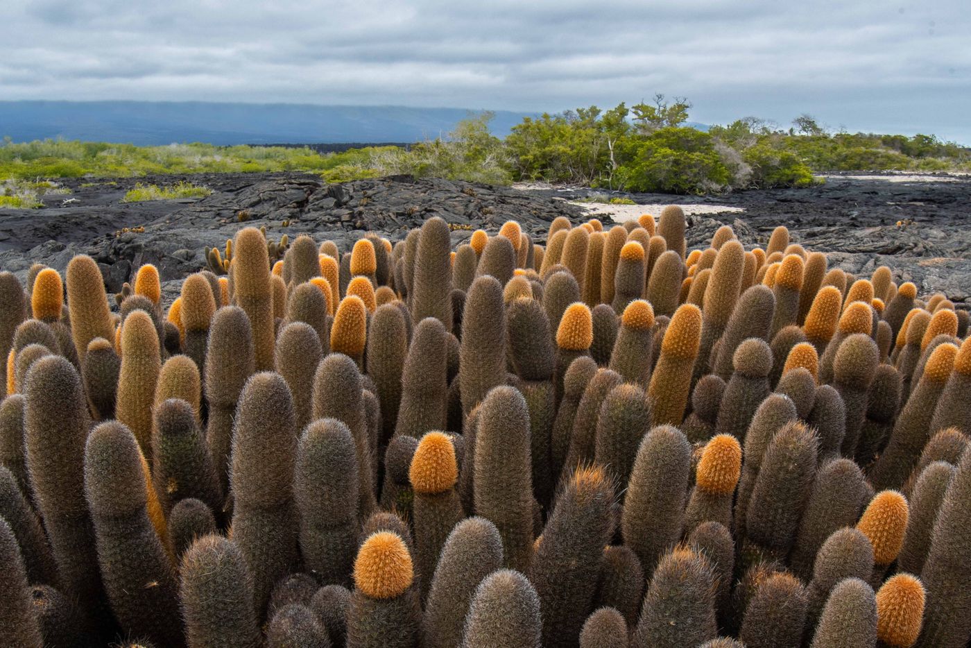 GalapagosBillyHerman-181 © Billy Herman