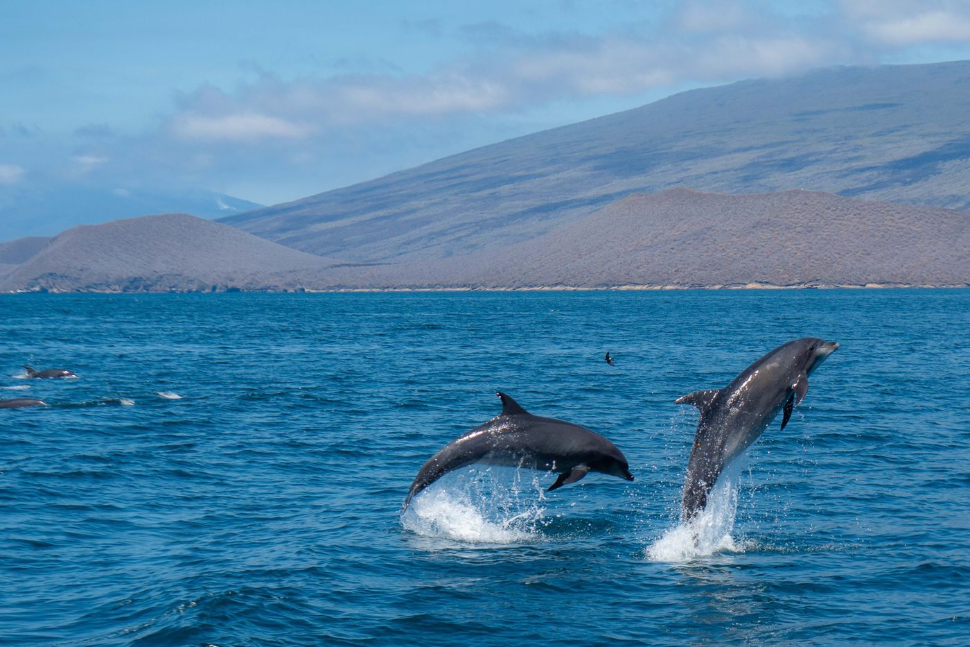 GalapagosBillyHerman-182 © Billy Herman