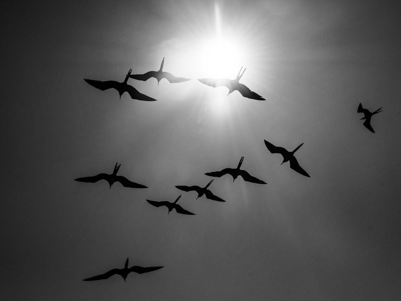 GalapagosBillyHerman-184 © Billy Herman