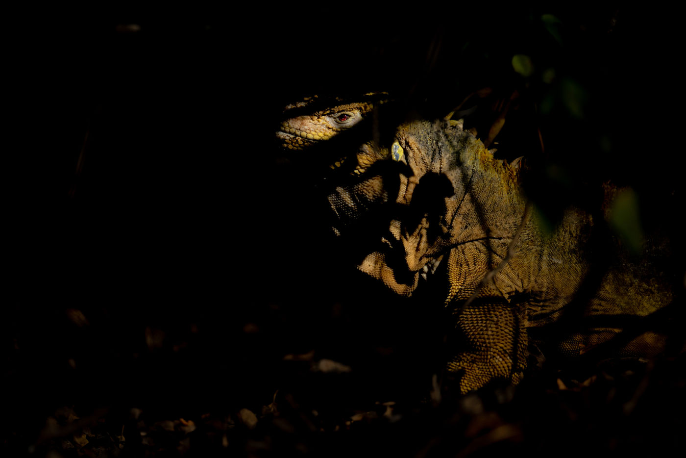 GalapagosBillyHerman-186 © Billy Herman