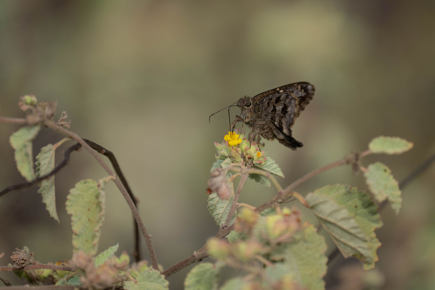 GalapagosBillyHerman-188 © Billy Herman
