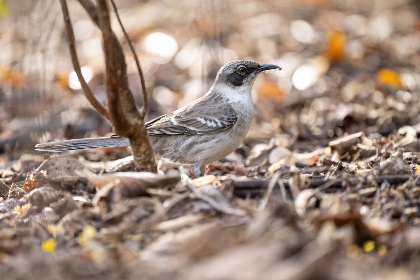 GalapagosBillyHerman-190 © Billy Herman