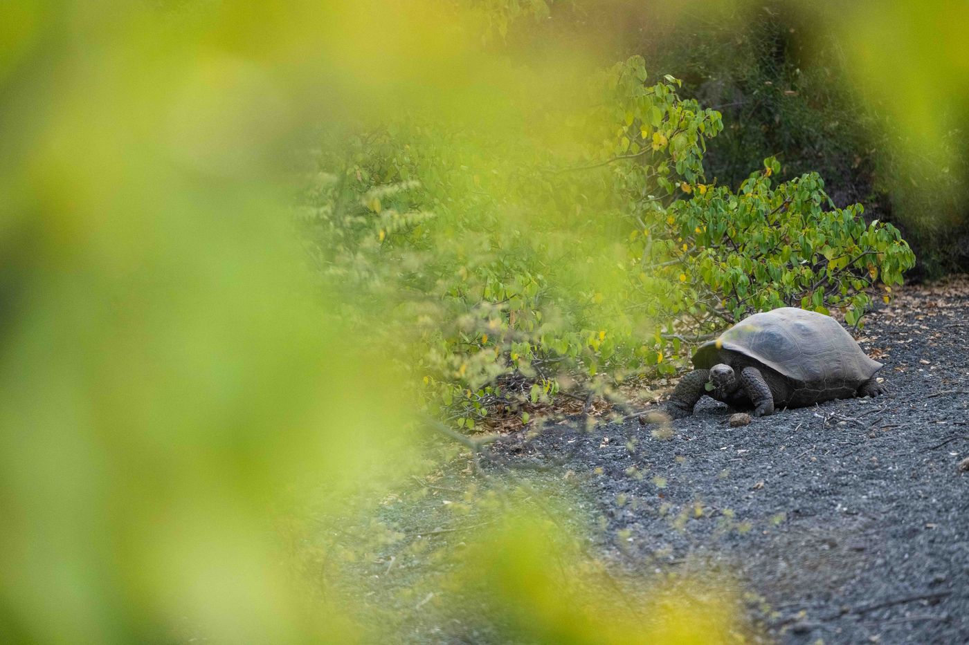 GalapagosBillyHerman-195 © Billy Herman