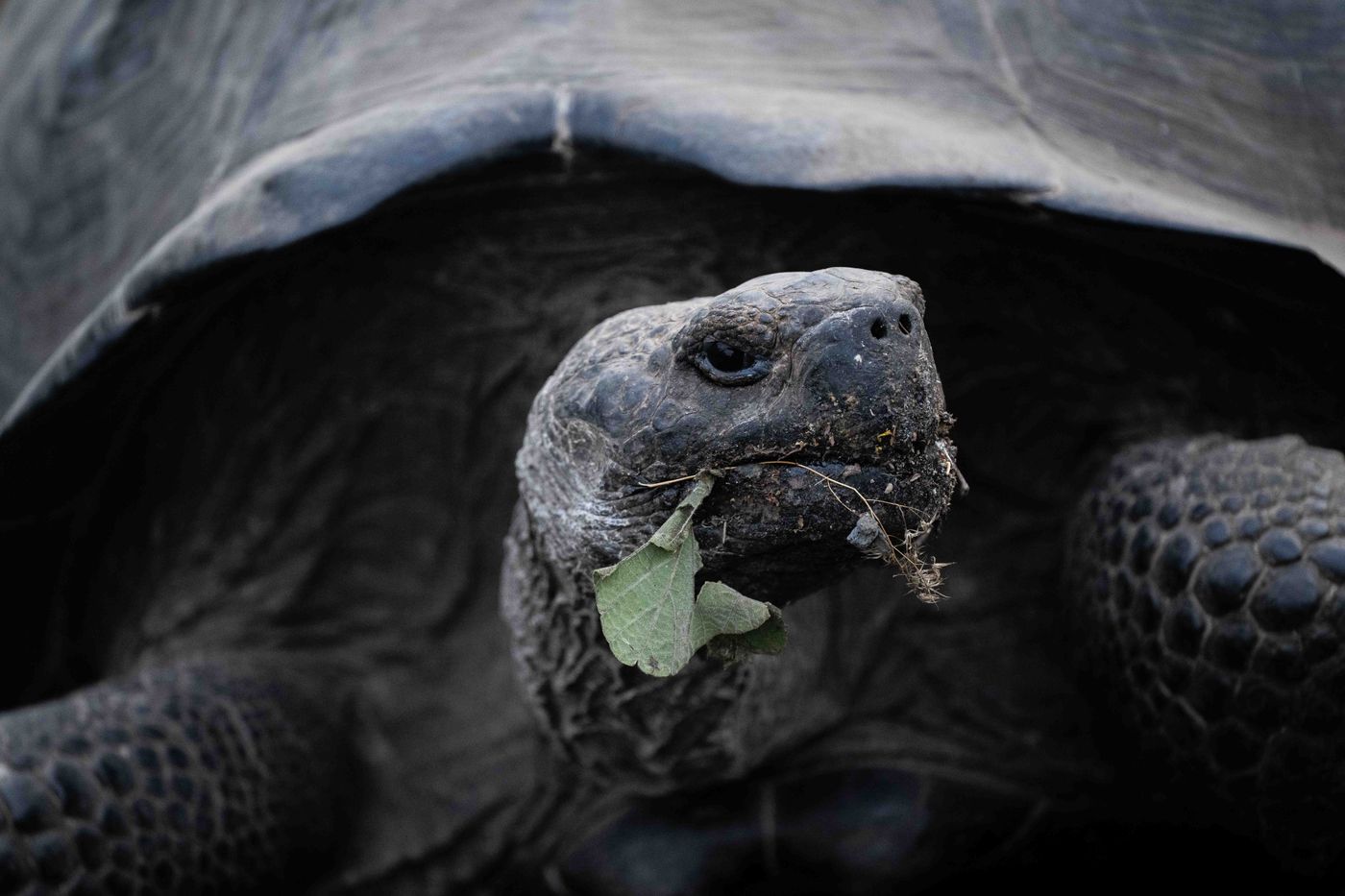 GalapagosBillyHerman-196 © Billy Herman