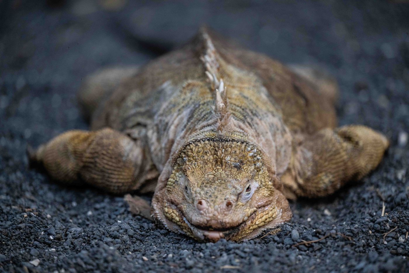 GalapagosBillyHerman-200 © Billy Herman
