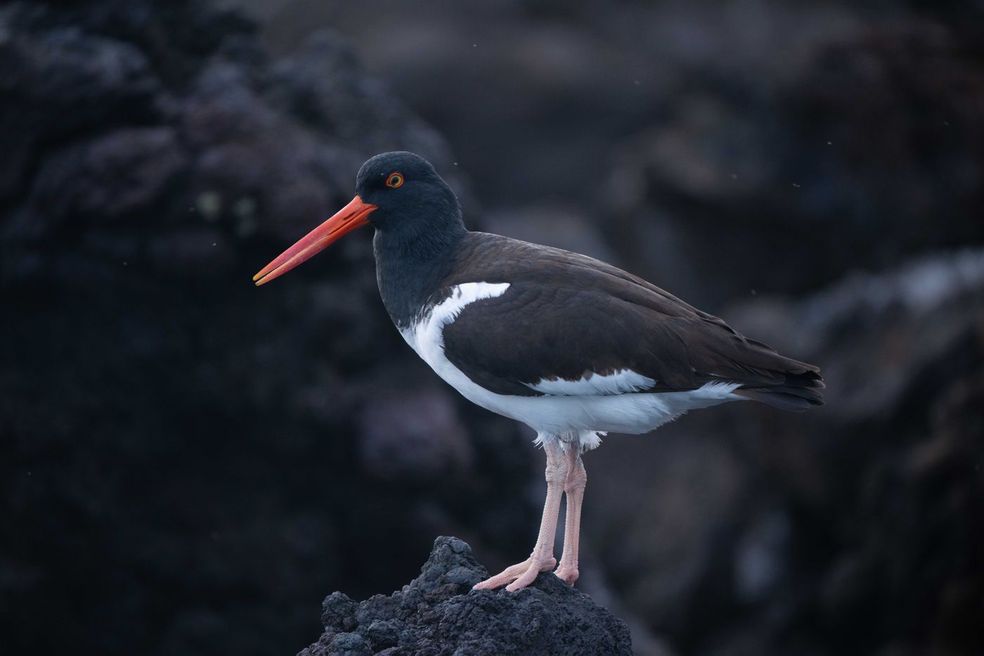 GalapagosBillyHerman-203 © Billy Herman