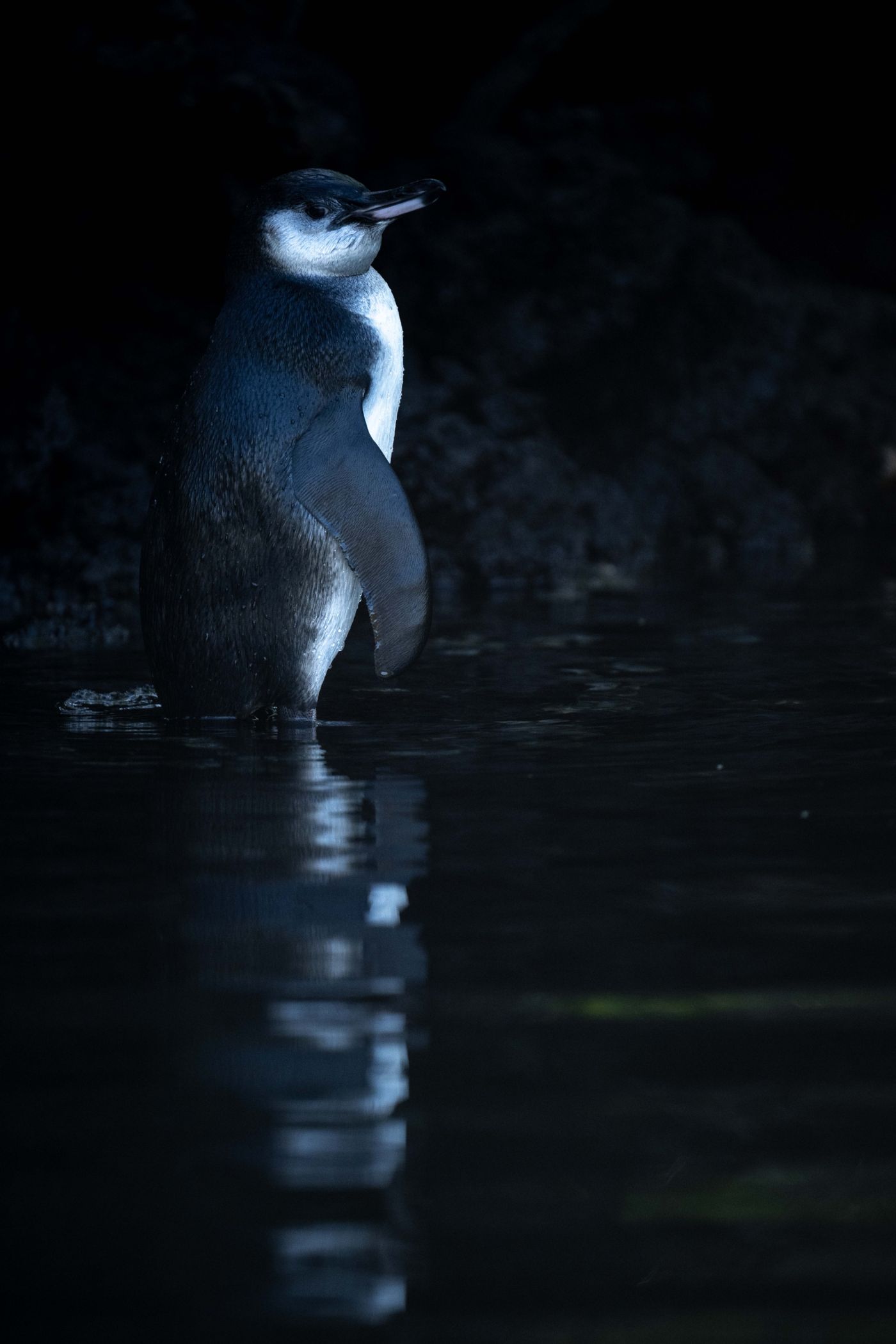 GalapagosBillyHerman-206 © Billy Herman