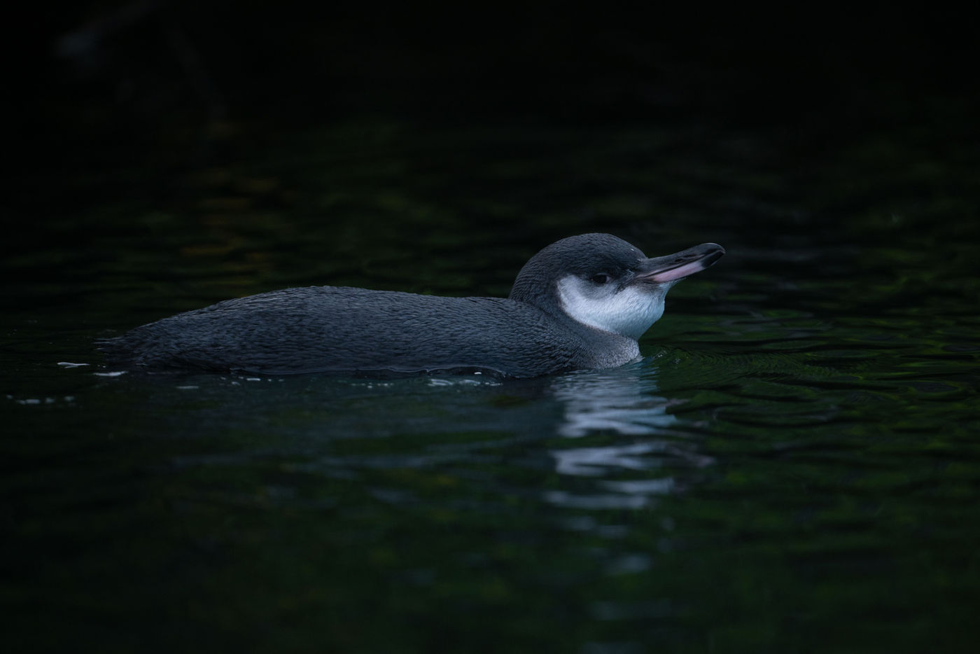 GalapagosBillyHerman-210 © Billy Herman