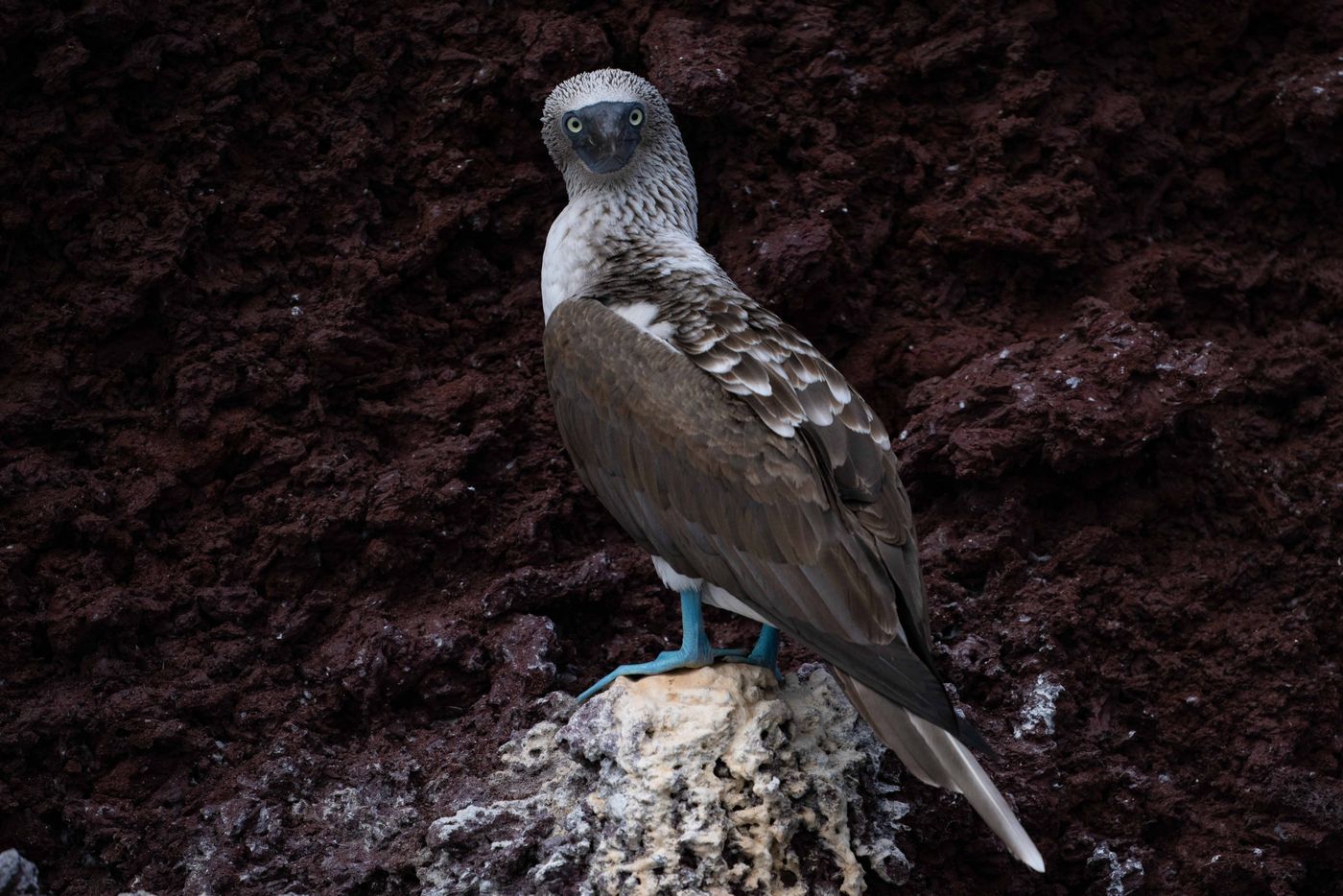 GalapagosBillyHerman-214 © Billy Herman
