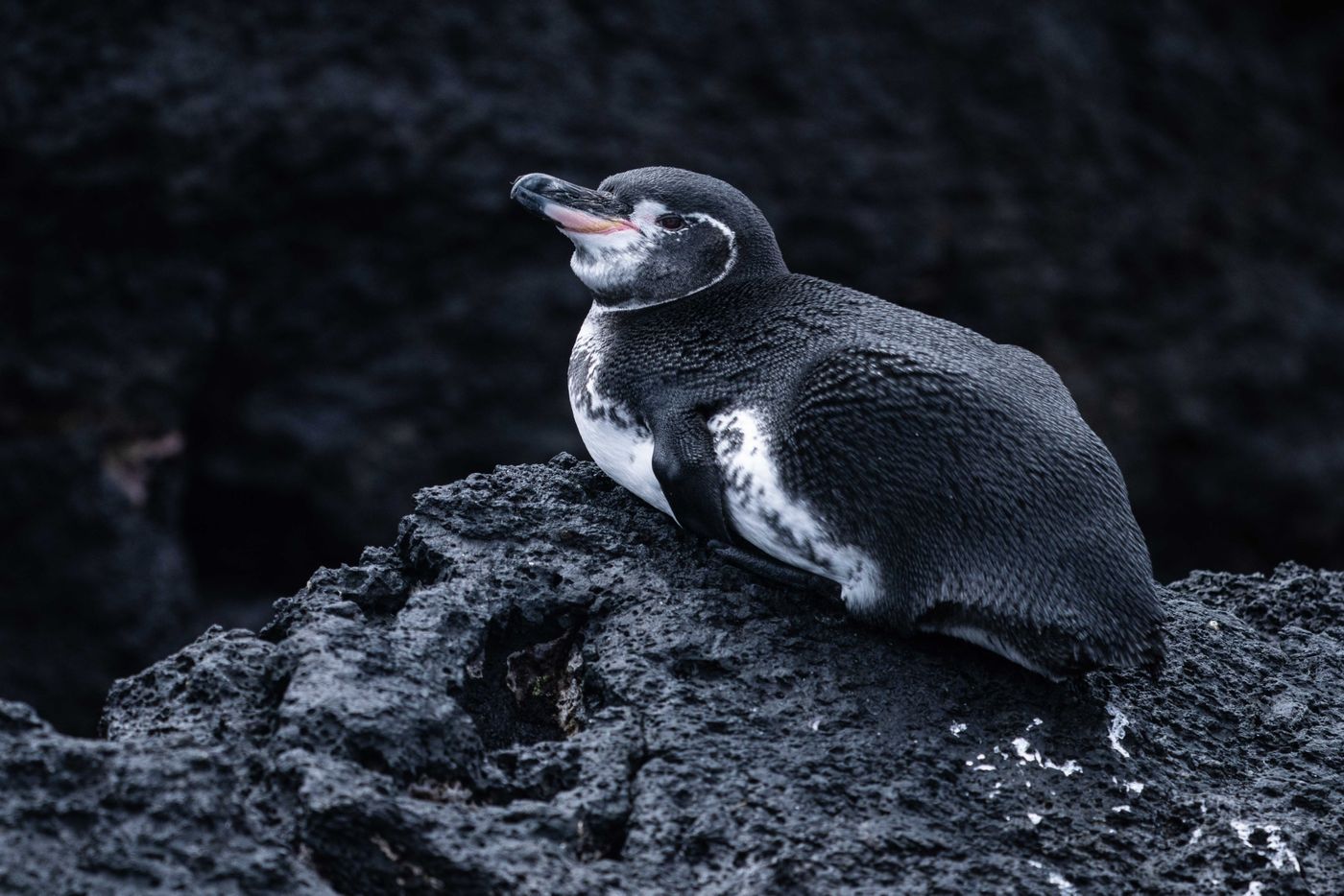 GalapagosBillyHerman-227 © Billy Herman