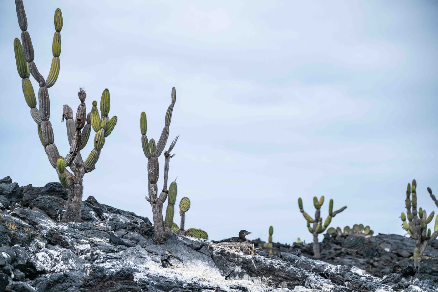 GalapagosBillyHerman-228 © Billy Herman