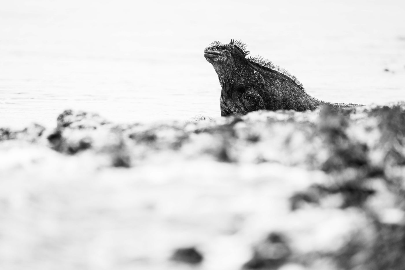 GalapagosBillyHerman-229 © Billy Herman