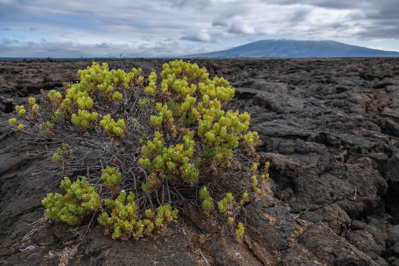 GalapagosBillyHerman-234 © Billy Herman