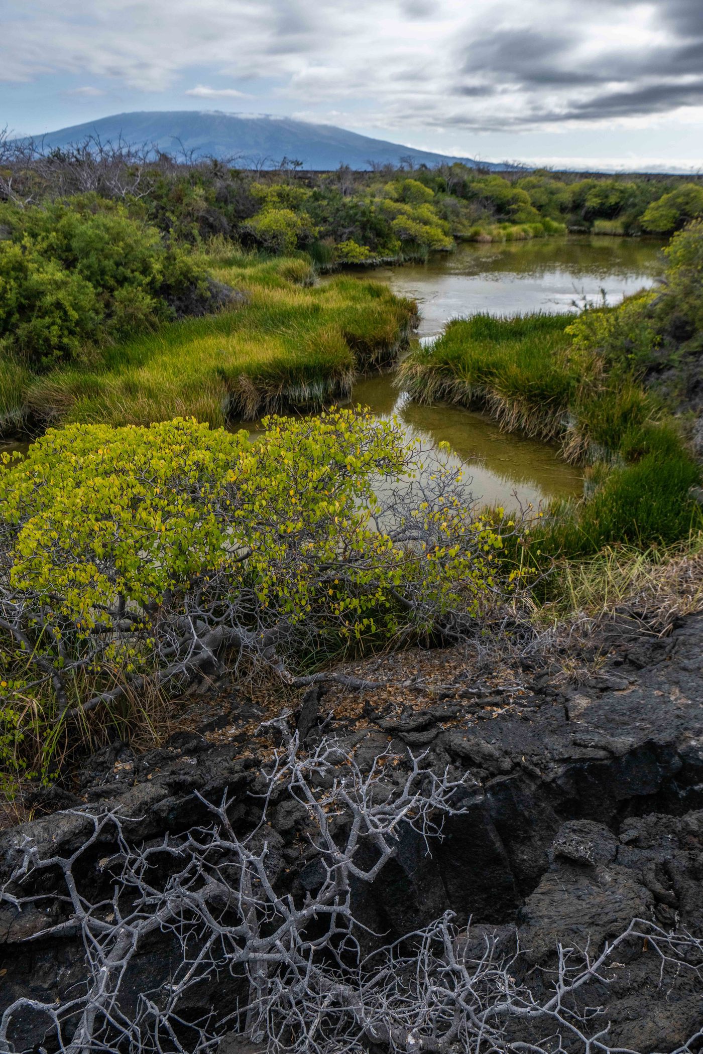 GalapagosBillyHerman-238 © Billy Herman
