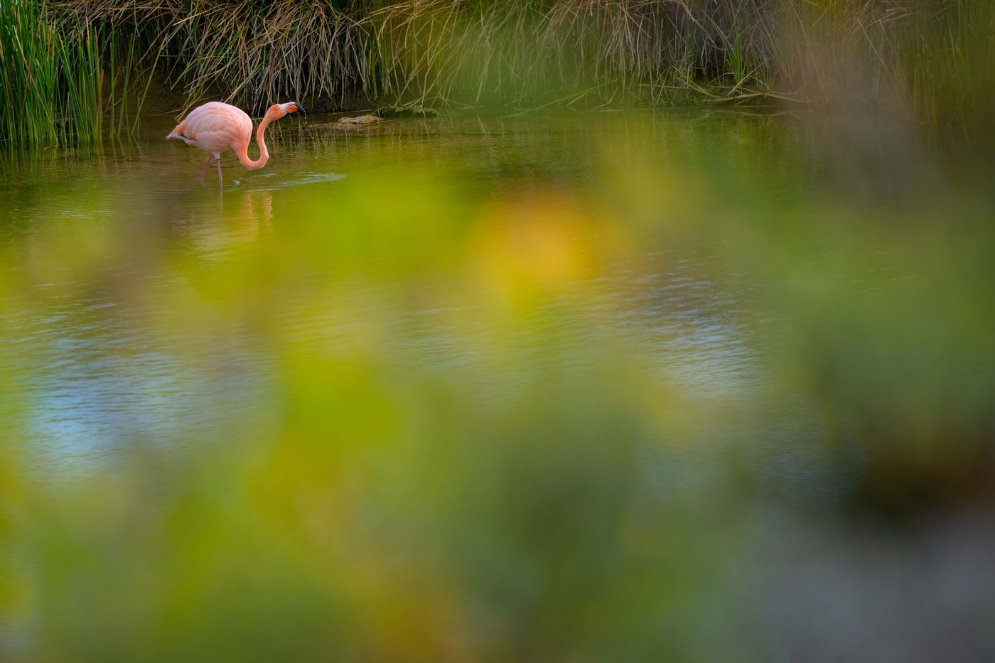GalapagosBillyHerman-242 © Billy Herman