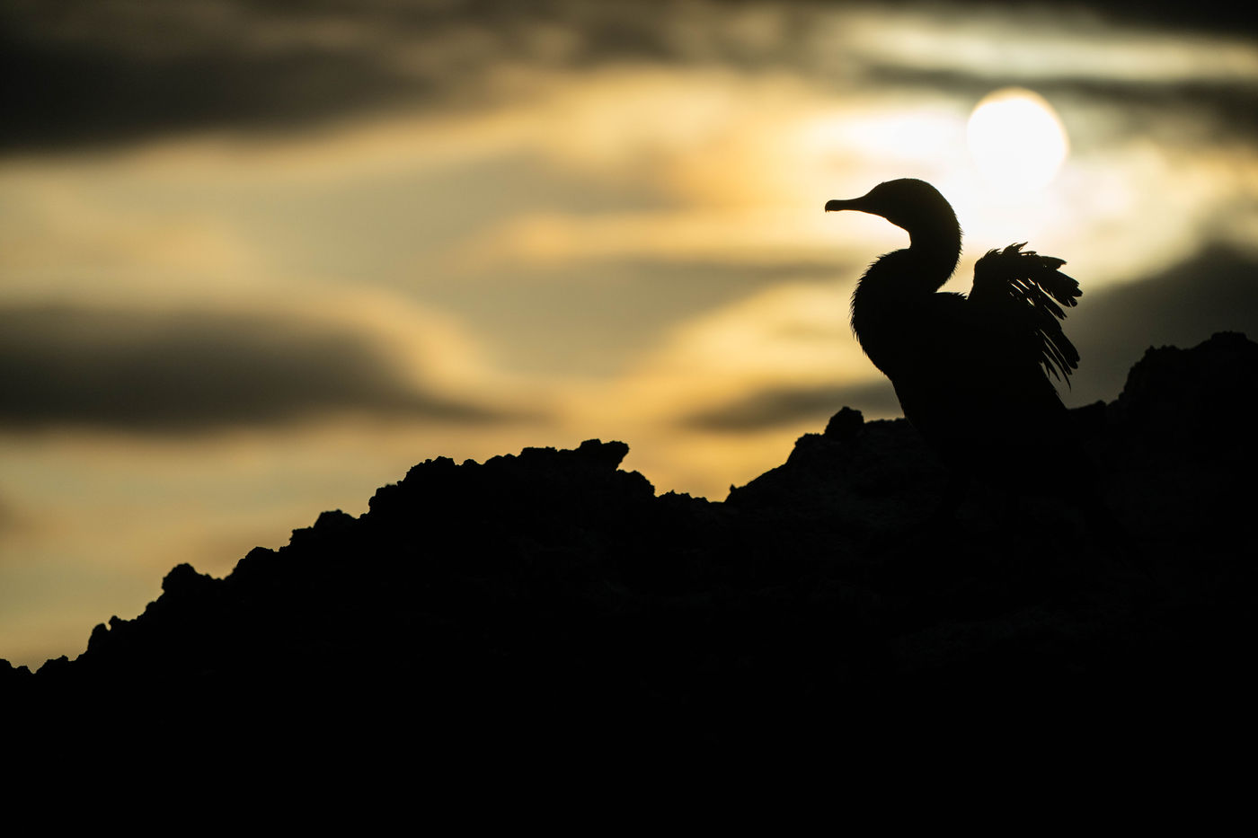 GalapagosBillyHerman-249 © Billy Herman