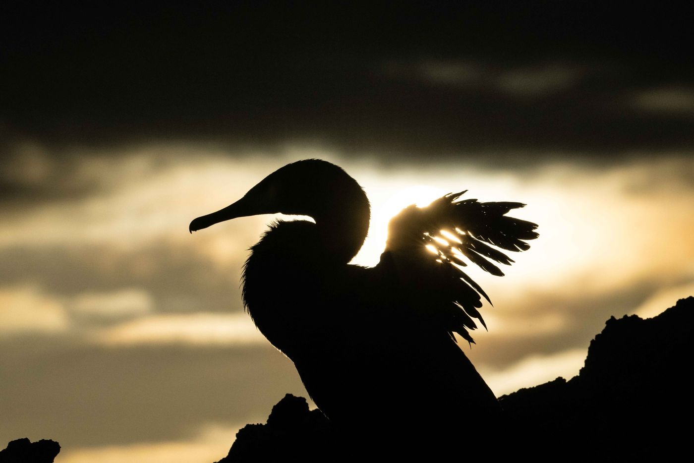 GalapagosBillyHerman-250 © Billy Herman