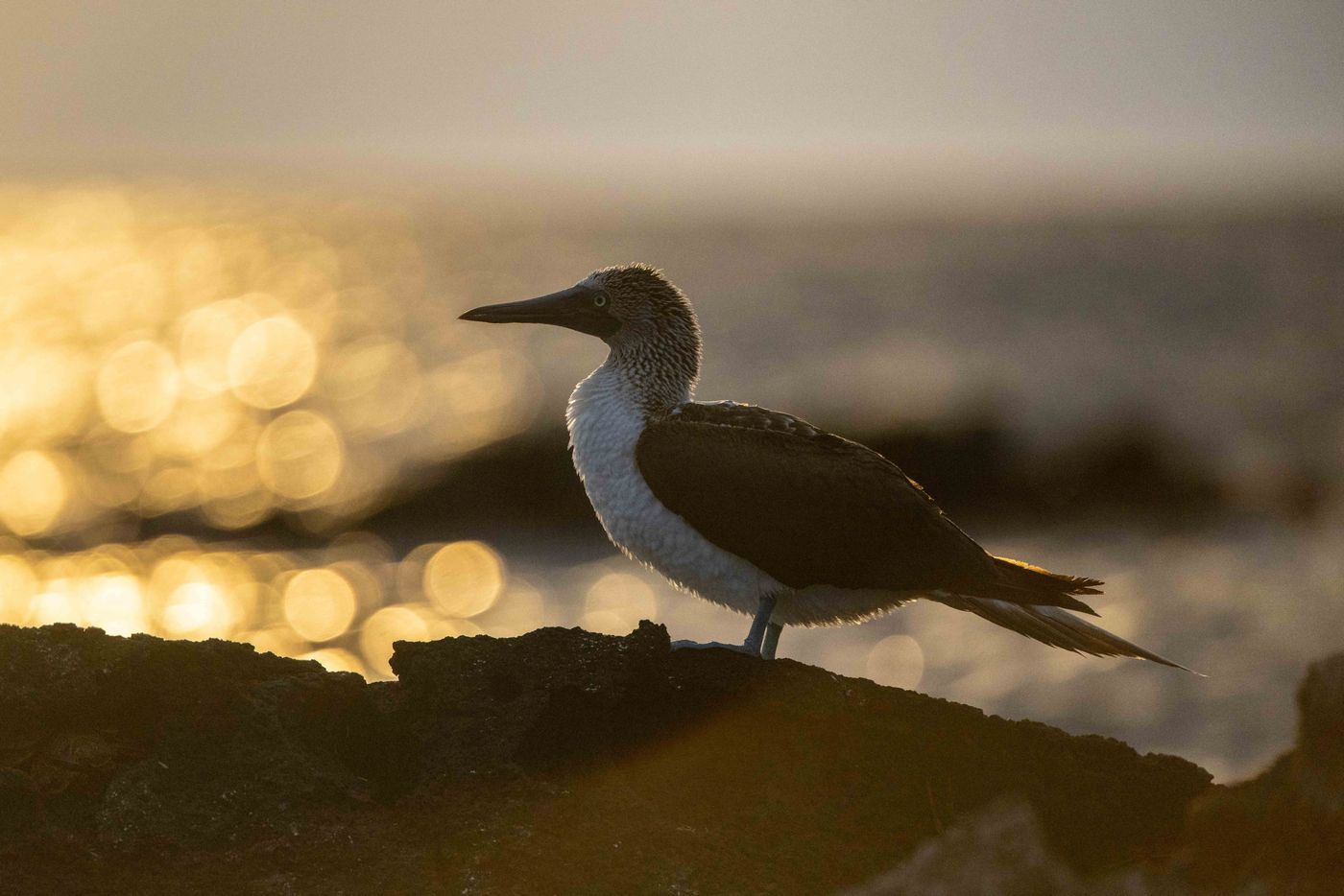 GalapagosBillyHerman-253 © Billy Herman