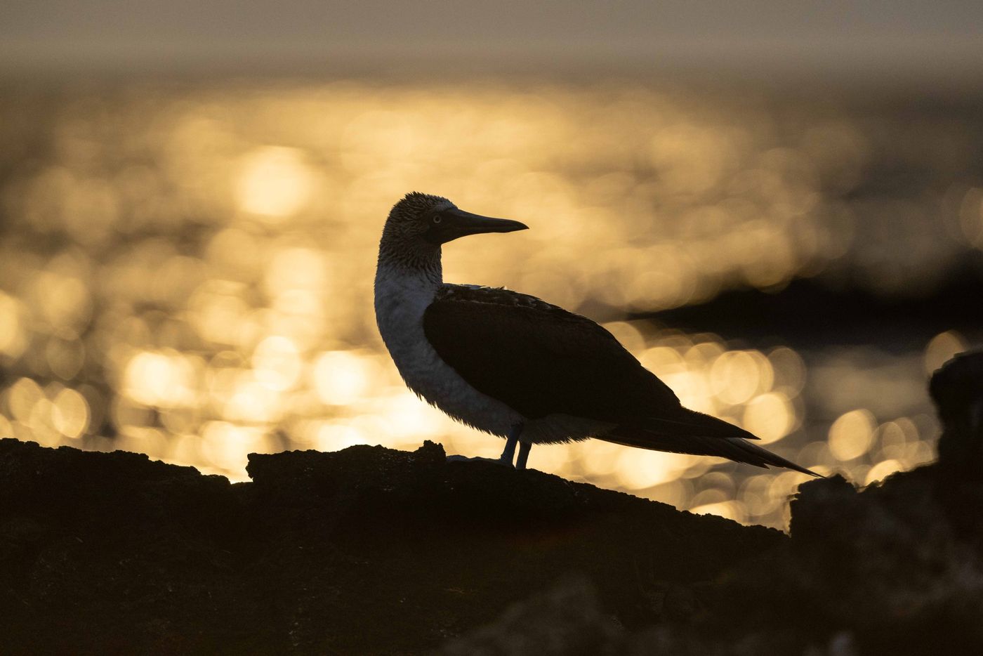 GalapagosBillyHerman-254 © Billy Herman