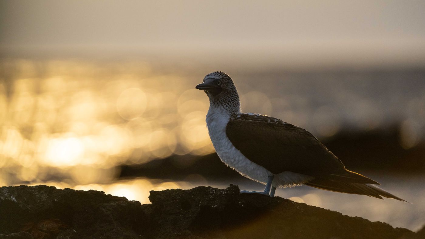 GalapagosBillyHerman-255 © Billy Herman