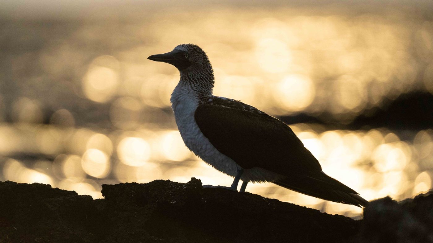 GalapagosBillyHerman-256 © Billy Herman