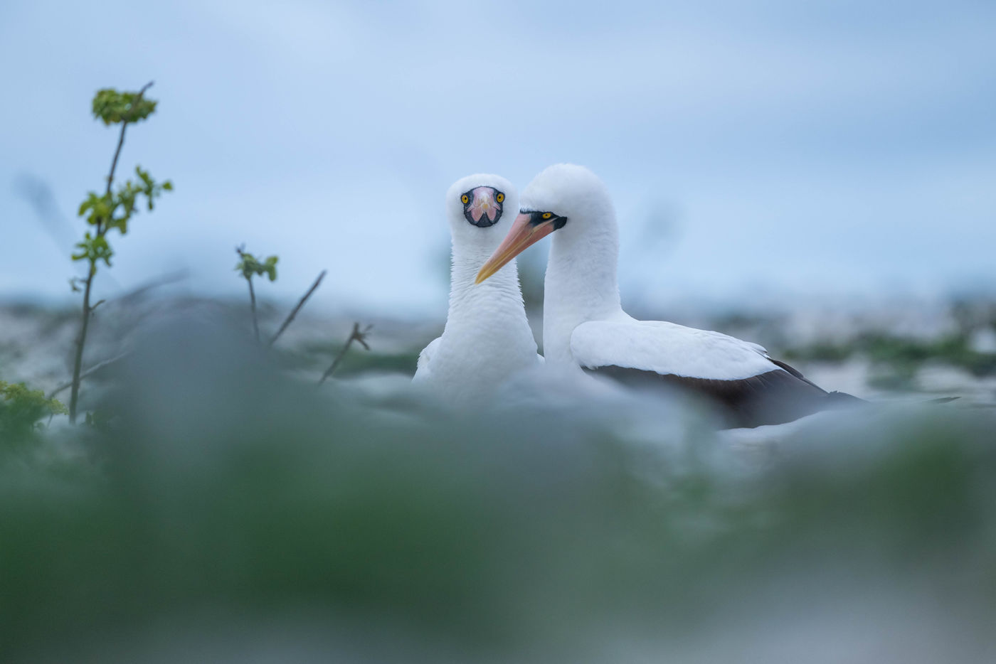 GalapagosBillyHerman-26 © Billy Herman
