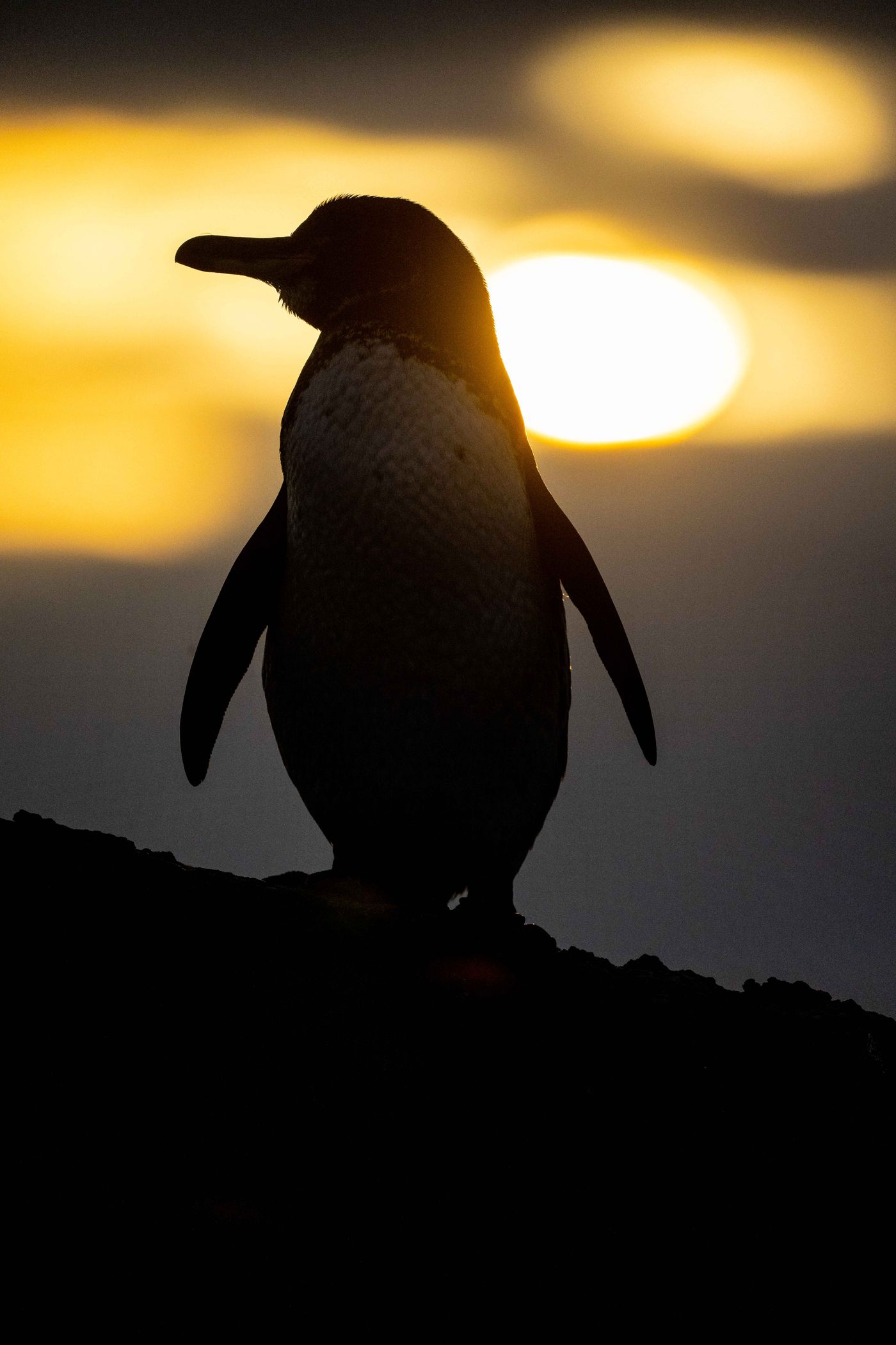 GalapagosBillyHerman-260 © Billy Herman