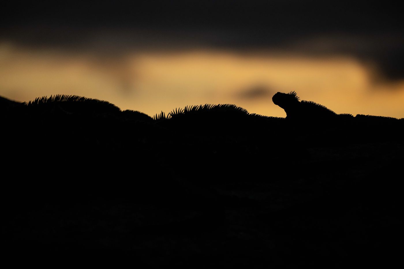 GalapagosBillyHerman-264 © Billy Herman