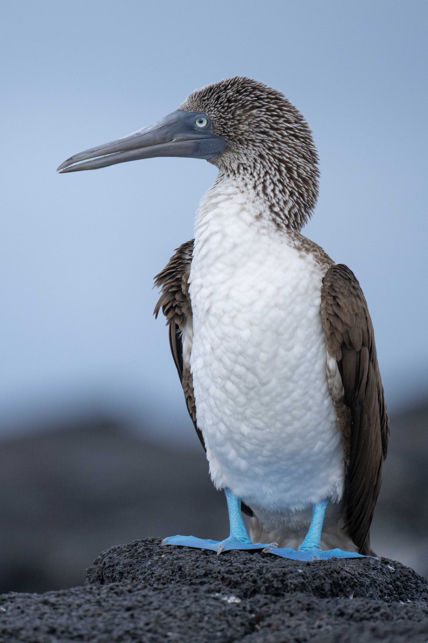 GalapagosBillyHerman-266 © Billy Herman