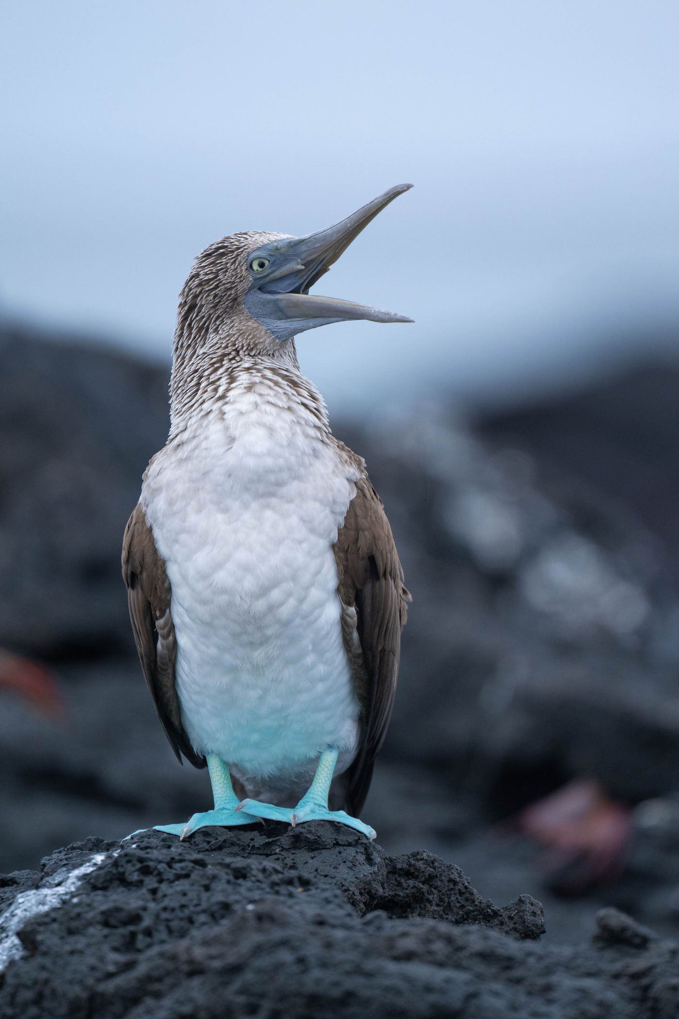 GalapagosBillyHerman-268 © Billy Herman