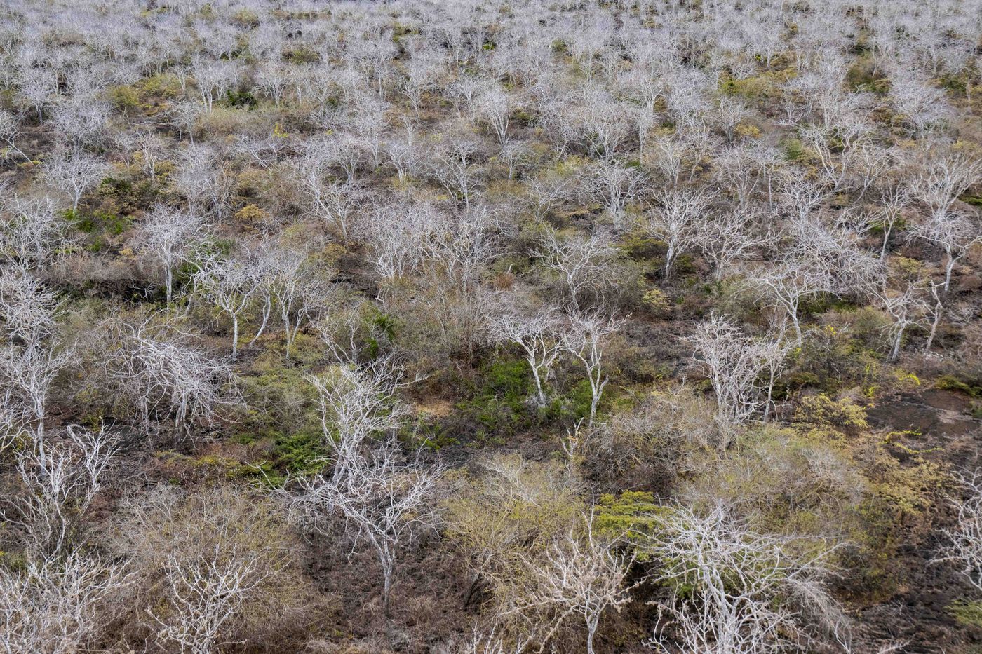 GalapagosBillyHerman-270 © Billy Herman