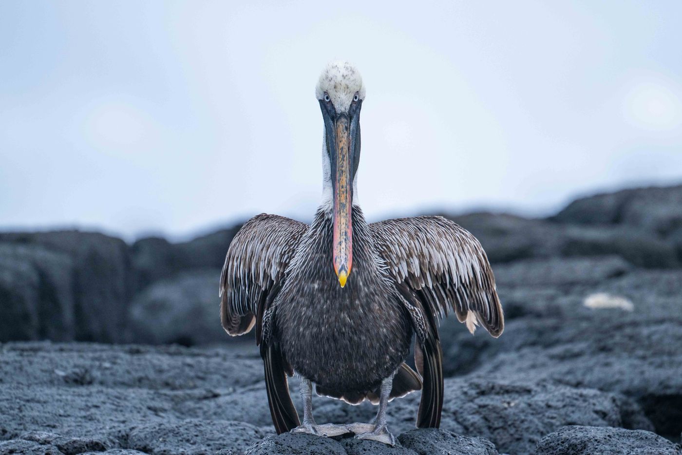 GalapagosBillyHerman-274 © Billy Herman