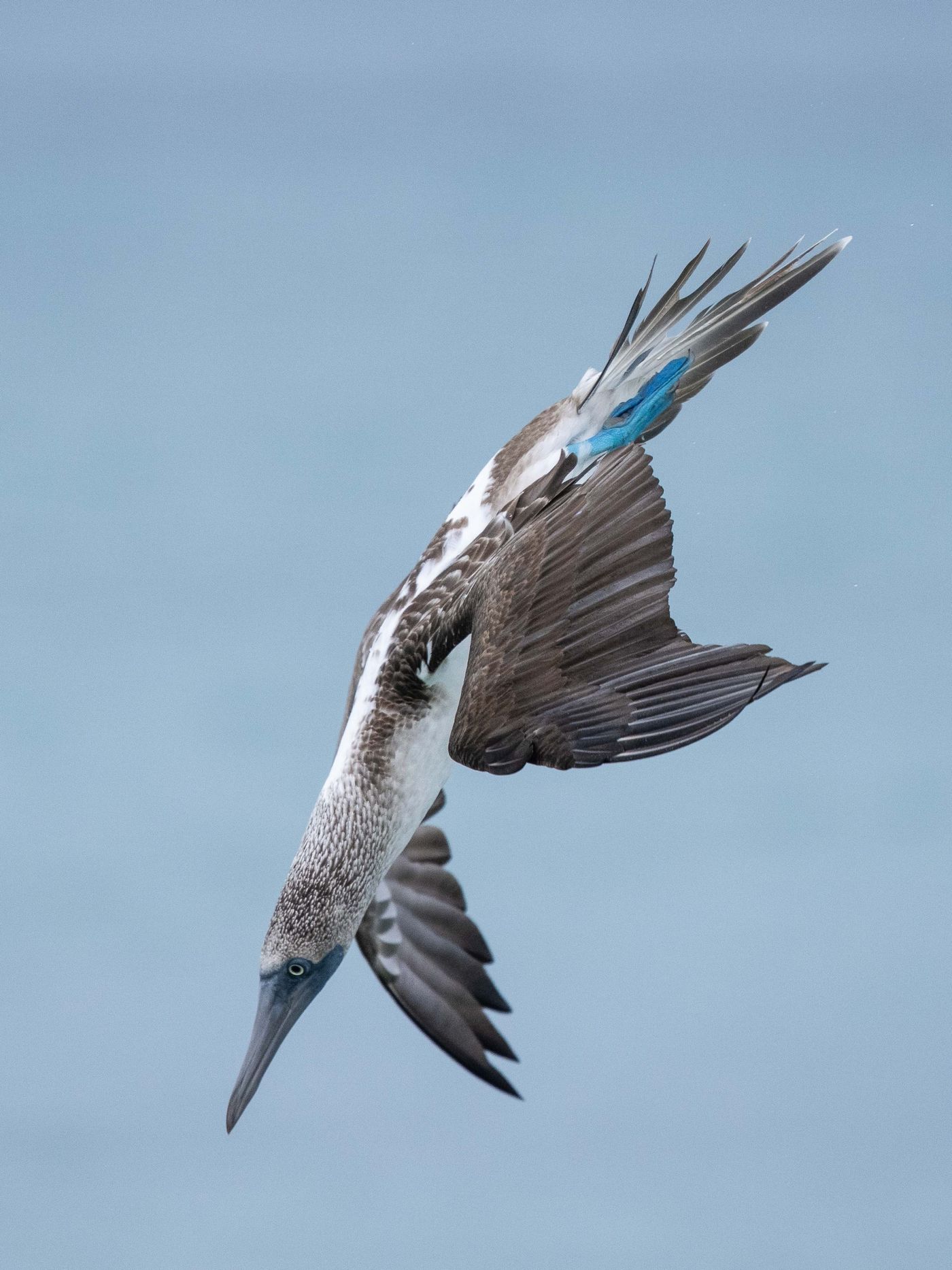 GalapagosBillyHerman-276 © Billy Herman