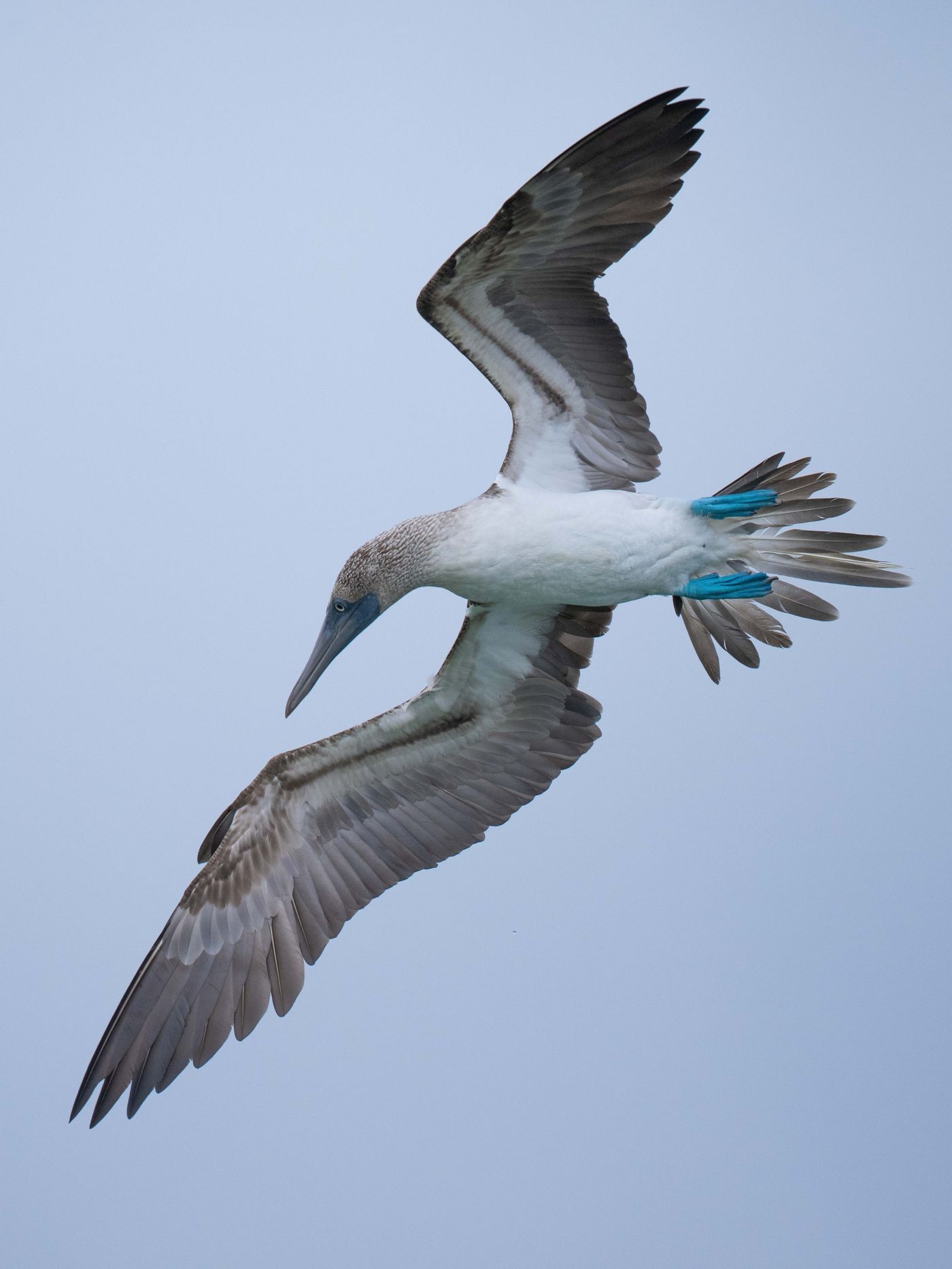 GalapagosBillyHerman-277 © Billy Herman