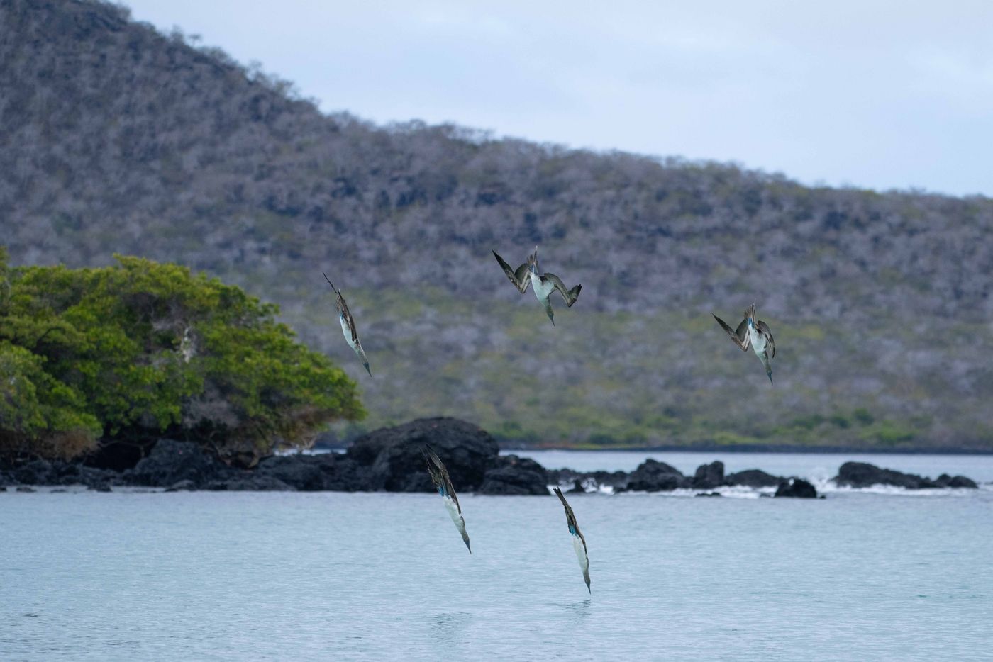 GalapagosBillyHerman-279 © Billy Herman