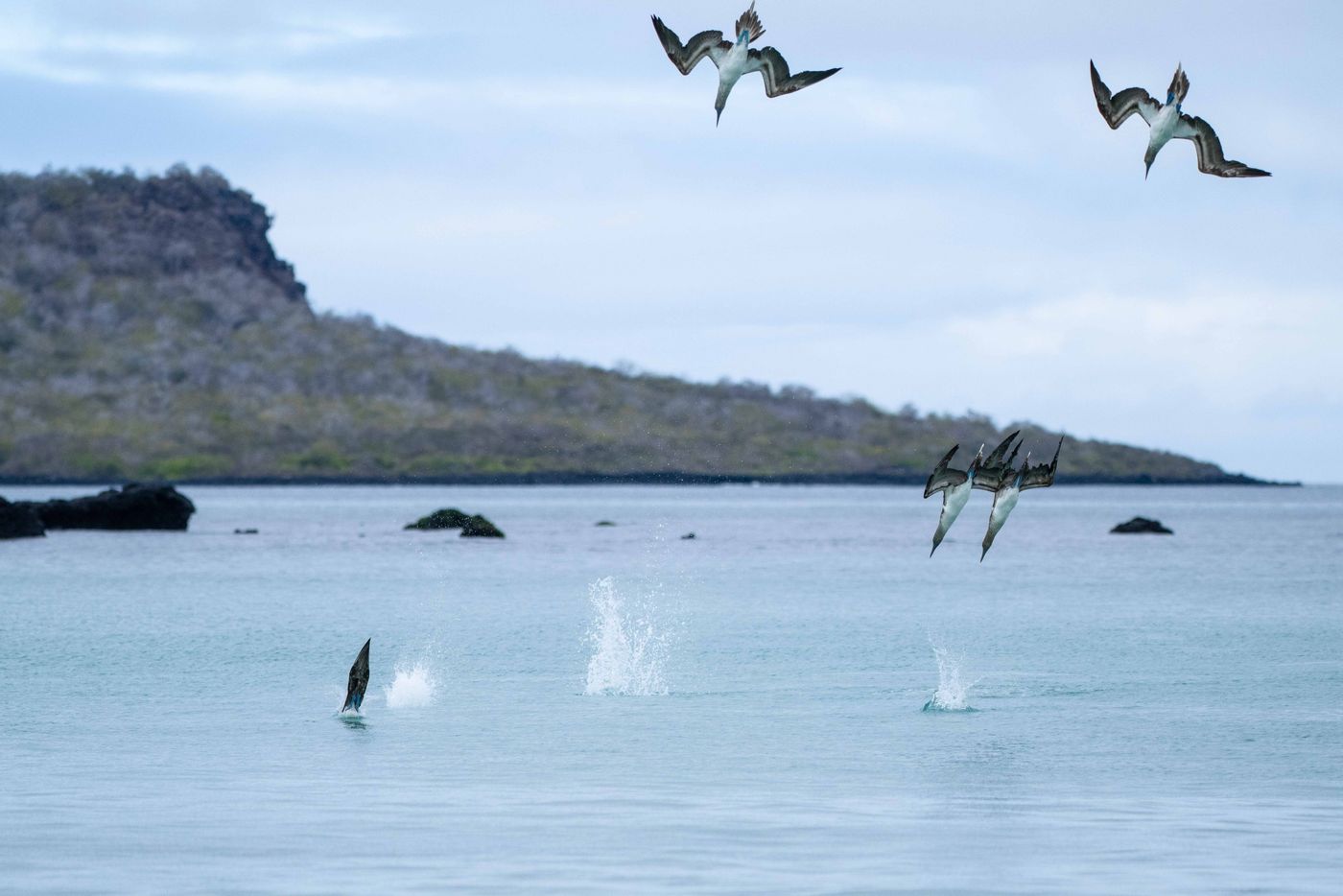 GalapagosBillyHerman-280 © Billy Herman