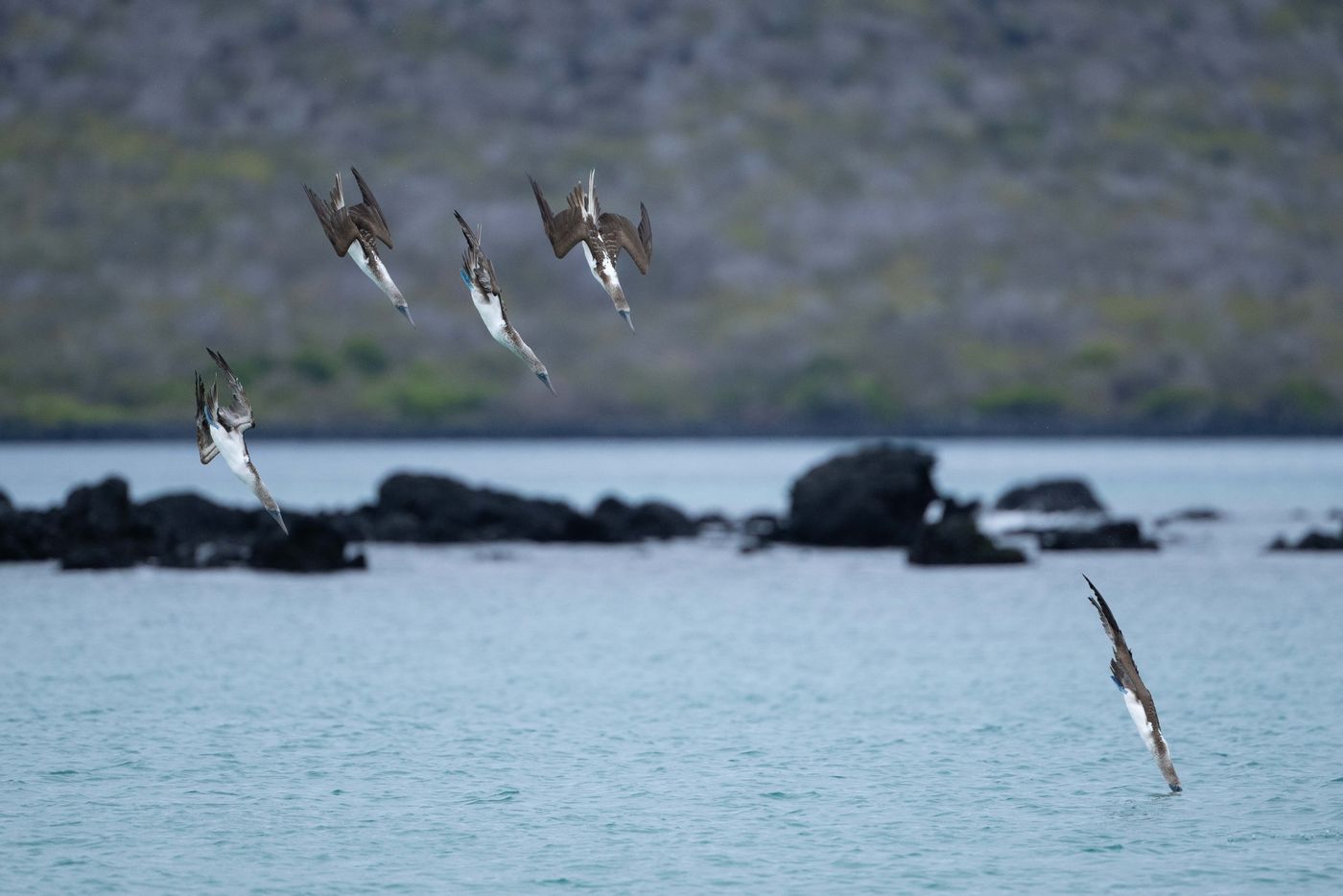 GalapagosBillyHerman-281 © Billy Herman