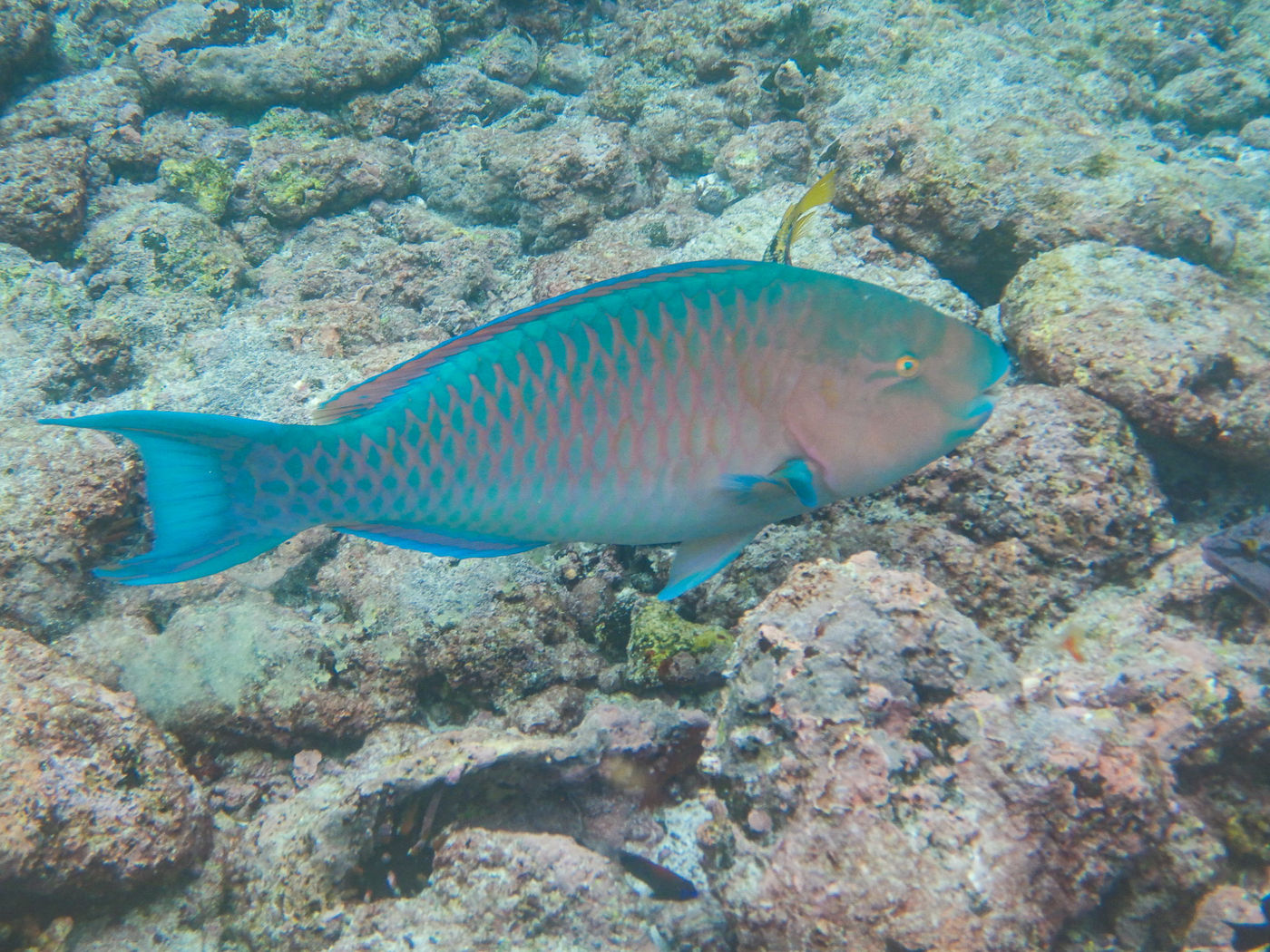 GalapagosBillyHerman-284 © Billy Herman