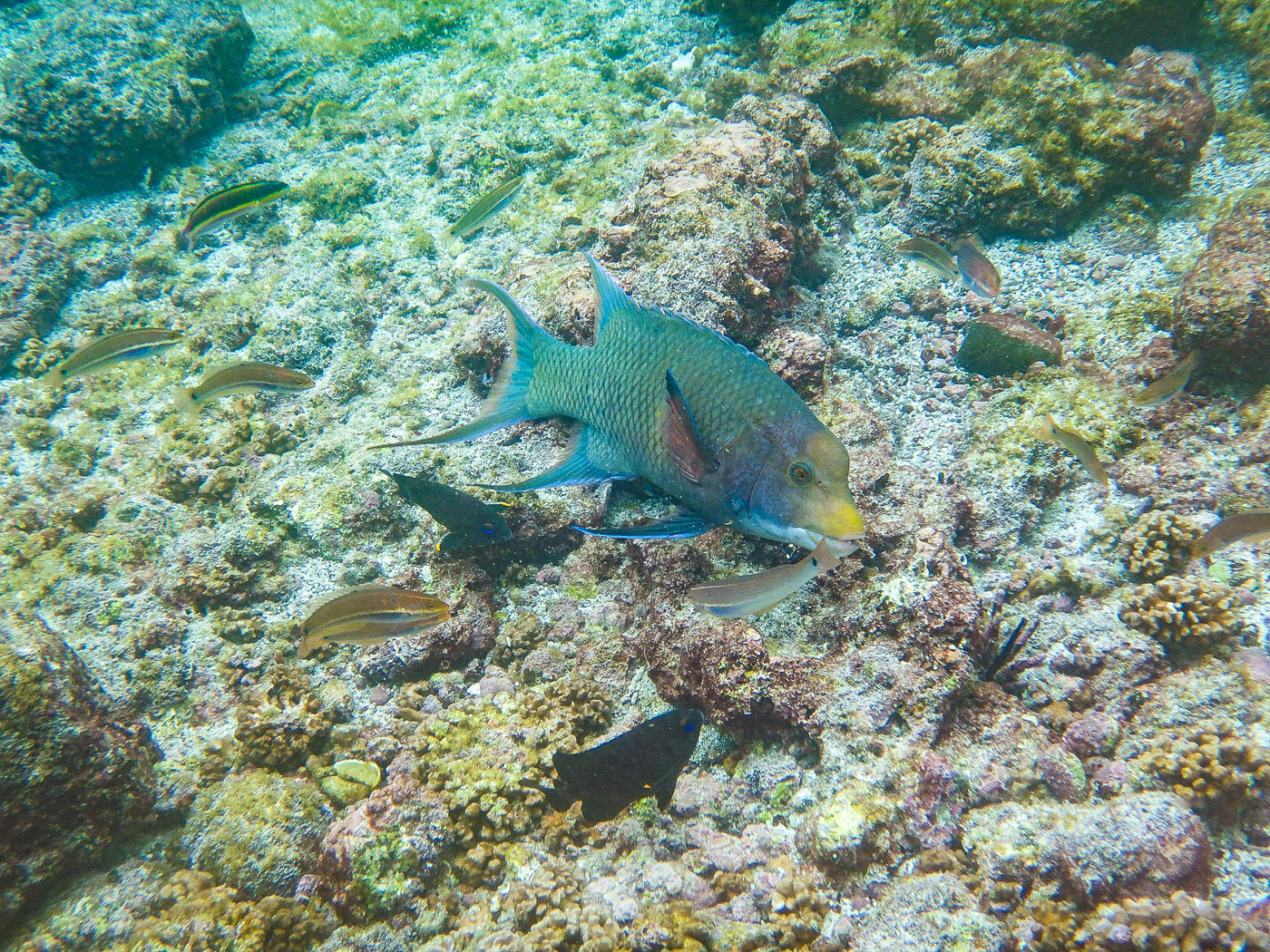 GalapagosBillyHerman-286 © Billy Herman