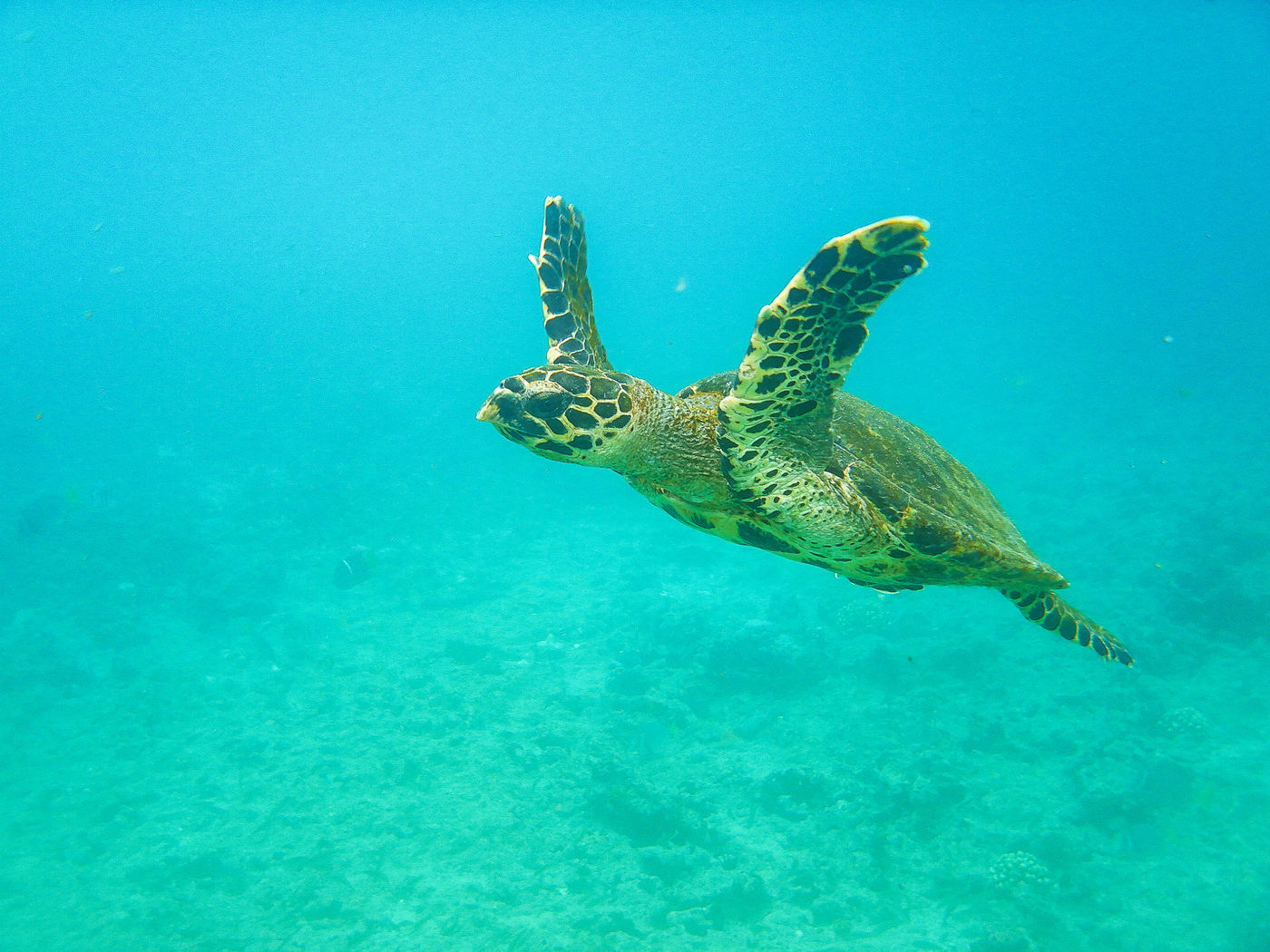 GalapagosBillyHerman-289 © Billy Herman