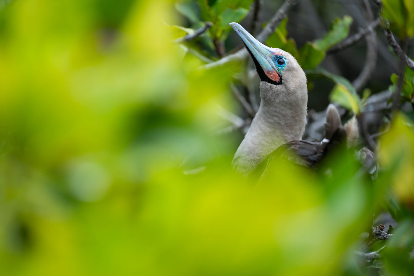GalapagosBillyHerman-29 © Billy Herman