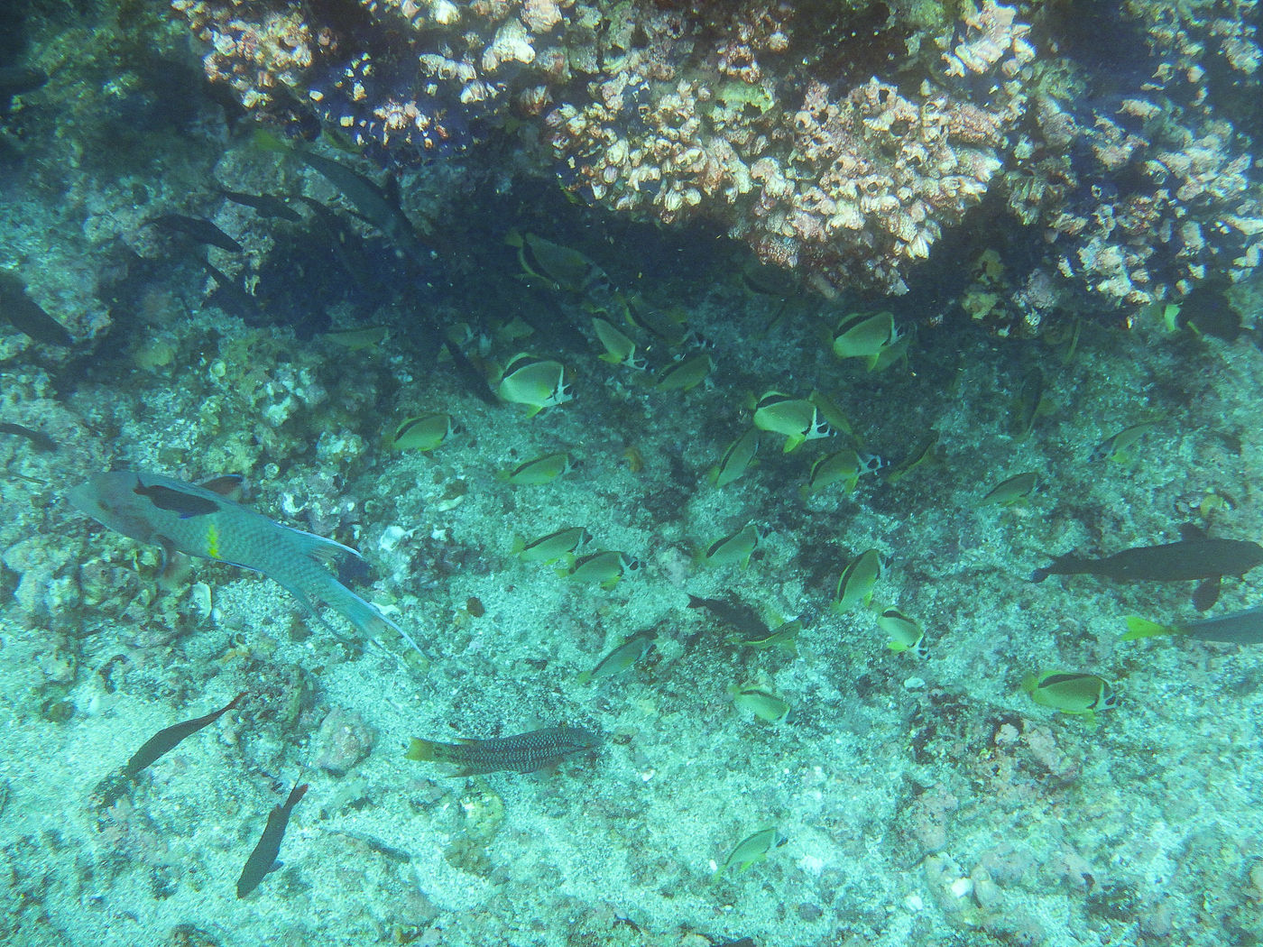 GalapagosBillyHerman-291 © Billy Herman