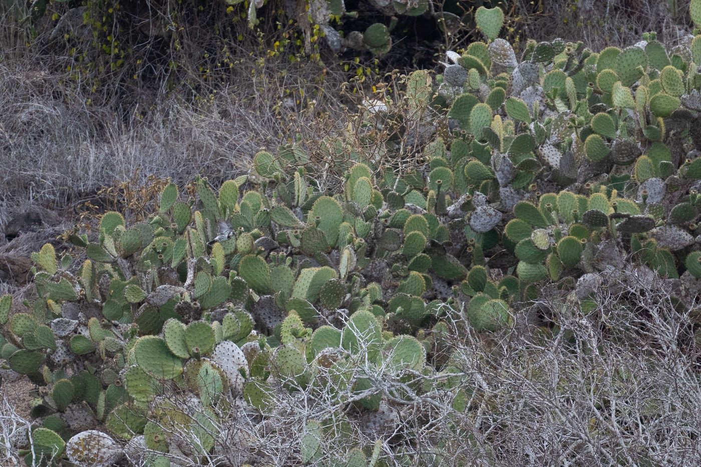 GalapagosBillyHerman-294 © Billy Herman